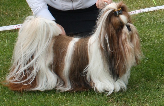 Shih Tzu Danmark